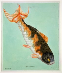 Le Noriroux, inciso da Francois Nicholas Martinet (stampa)