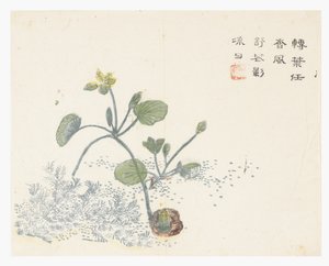 Giardino del seme di senape da Chinese School