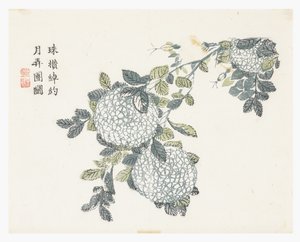 Giardino del Seme di Senape da Chinese School
