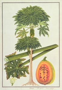 Papaya, da Disegni di Piante di Malacca, c.1805-18 da Chinese School
