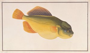 Pesce palla, da Disegni di pesci di Malacca, c.1805-18 da Chinese School