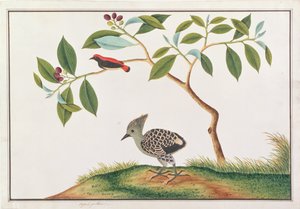Flowerpecker dalla Schiena Scarlatta con Picchio Grigio e Buff, da Disegni di Uccelli di Malacca, c.1805-18