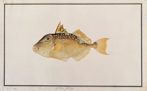 Pesce Balestra Stellato, da Disegni di Pesci di Malacca, c.1805-18 da Chinese School