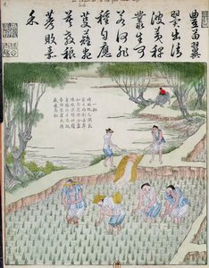 Diserbo, La coltura del riso in Cina da Chinese School