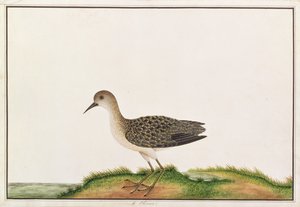 Piro piro boschereccio, da Disegni di uccelli di Malacca, c.1805-18