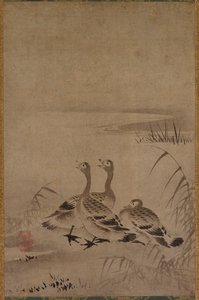 Oche Selvatiche da Chōkichi