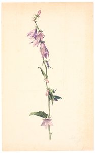 Campanula