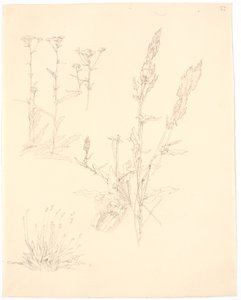 Studi di piante