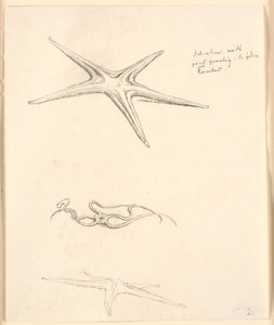 Stelle marine da Christen Købke