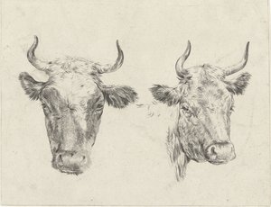 Due teste di mucca