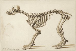 Scheletro di un cane di lato da Christiaan Kramm