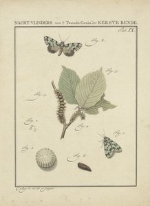 Farfalle notturne