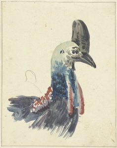 Testa del Casuario da Christiaan van Geelen