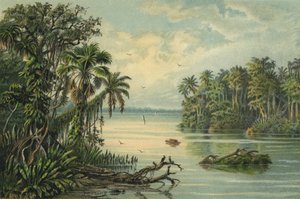 Foresta pluviale sul basso Amazonas, Brasile