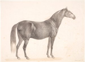 Cavallo nero