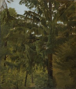 Abete nella foresta di latifoglie