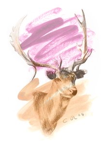 Testa di cervo - Cerise Sienna
