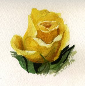 Rosa gialla, 2009 (acquerello su carta)