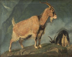 Capre nelle Alpi