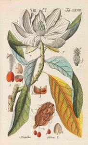 Botanisches Handbuch da Christian Schkuhr