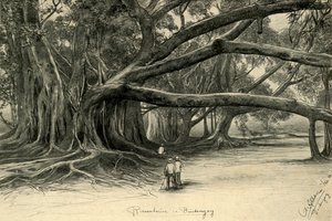 Alberi giganti a Buitenzorg, Giava, 1898 da Christian Wilhelm Allers