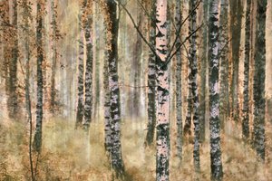 Foresta di betulle in autunno da Christina Sillen