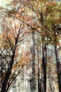 Luce nella foresta autunnale da Christina Sillen