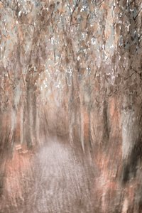 Sentiero nella foresta autunnale da Christina Sillen