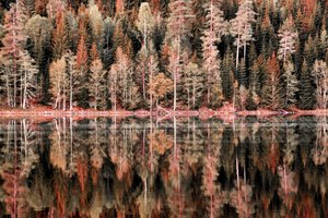 Riflessi nella foresta autunnale