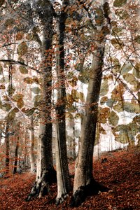 Scena autunnale nel bosco da Christina Sillen
