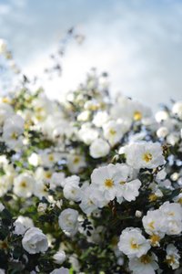 Rose bianche in fiore da Christina Sillen