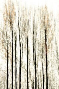 Linee sfocate della foresta da Christina Sillen