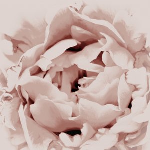 Peonia rosa cipria da Christina Sillen