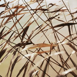 Ance secche delicate da Christina Sillen