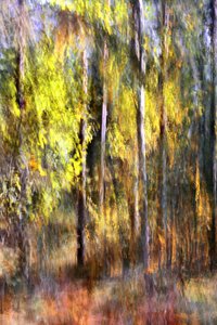 Una foresta autunnale da sogno da Christina Sillen