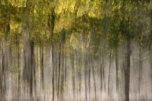 Una foresta autunnale da sogno da Christina Sillen
