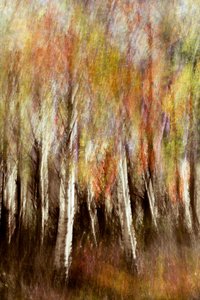 Una foresta autunnale da sogno