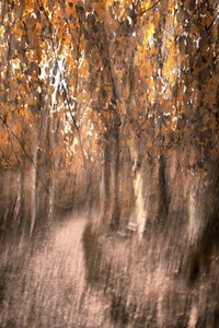 Sentiero da sogno nella foresta autunnale da Christina Sillen