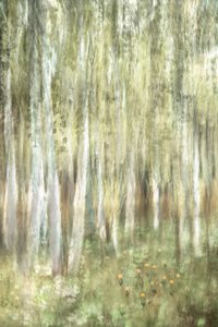 Boschi di betulle da sogno da Christina Sillen