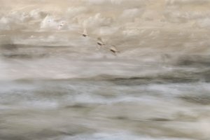 Uccelli da sogno sull’acqua da Christina Sillen