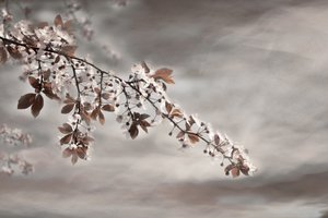 Ramo in fiore da sogno da Christina Sillen