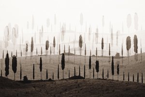 Le incantevoli colline di Cypress