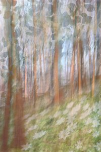 Fioritura nella foresta da sogno da Christina Sillen
