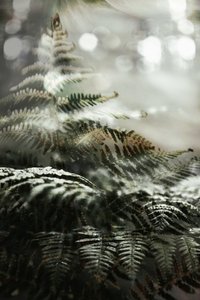 Felci della foresta incantata da Christina Sillen