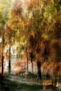 La volpe della foresta incantata da Christina Sillen