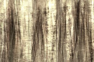 Linee da foresta da sogno