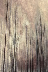 Alberi della foresta da sogno da Christina Sillen