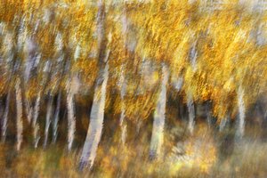 La foresta dorata da sogno