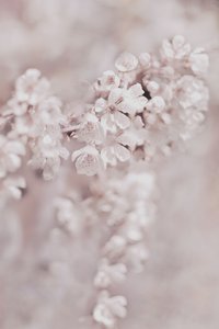 Fiori rosa da sogno