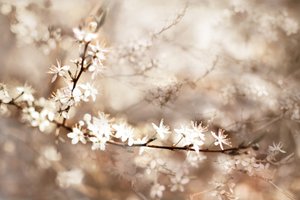 Fiori bianchi da sogno